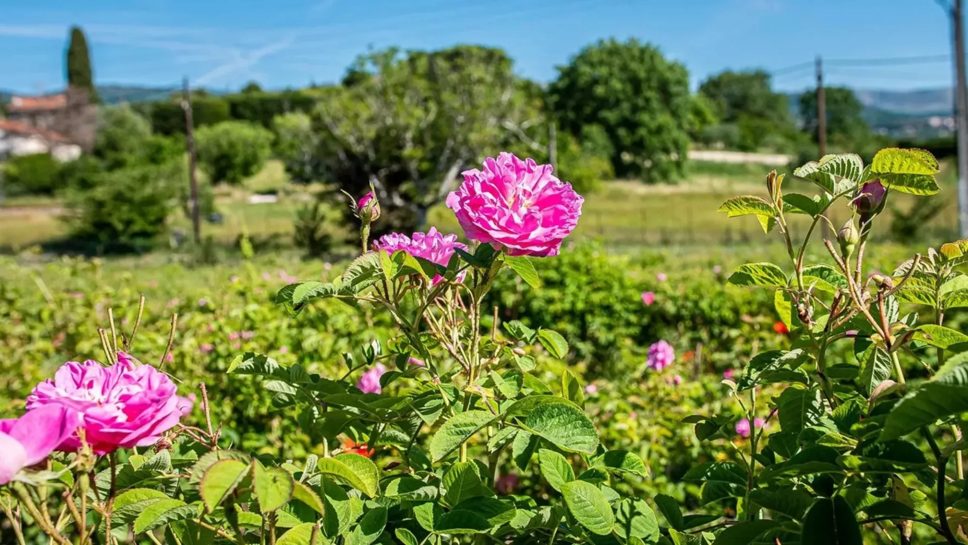 Grasse & Route du Parfum