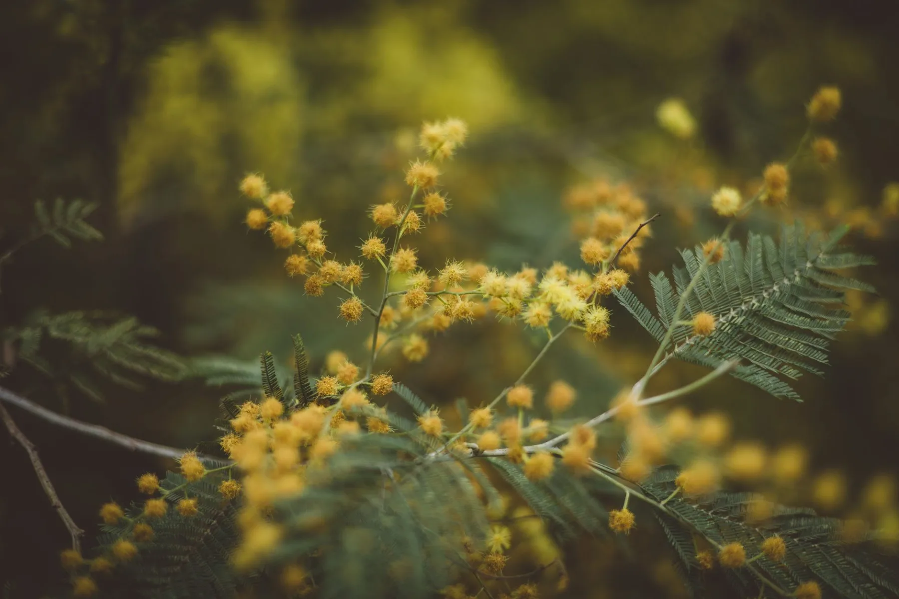La Route du Mimosa, l'Hiver en Fleurs sur la Côte d'Azur
